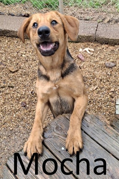 MOCHA - Shepherd / Labrador Retriever available for adoption