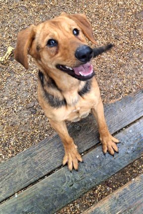 MOCHA - Shepherd / Labrador Retriever available for adoption