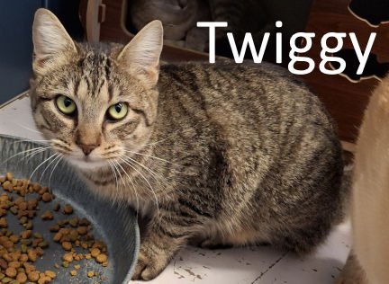 TWIGGY - Tabby / Domestic Short Hair available for adoption