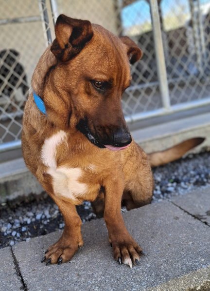 LOUIE - Basset Hound / Australian Kelpie available for adoption
