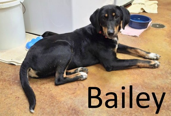 Bailey Image