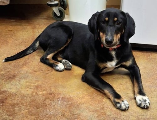 BAILEY - Black and Tan Coonhound / Hound available for adoption