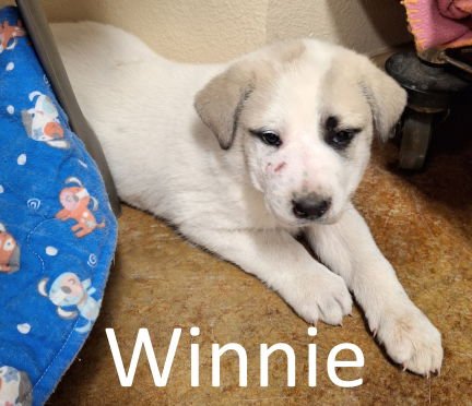 WINNIE - Great Pyrenees / Labrador Retriever available for adoption