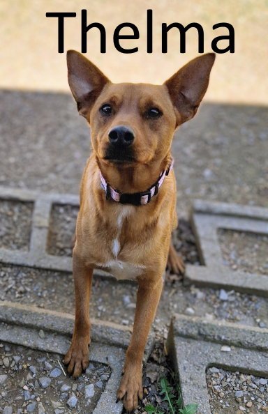 THELMA - Australian Kelpie / Terrier available for adoption