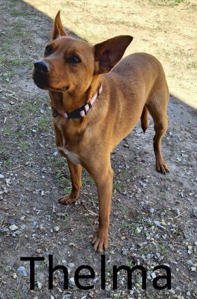 THELMA - Australian Kelpie / Terrier available for adoption