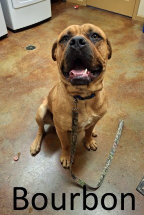 BOURBON - Mastiff / Boxer available for adoption