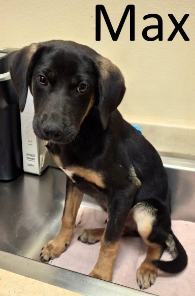 MAX - Coonhound / Catahoula Leopard Dog available for adoption