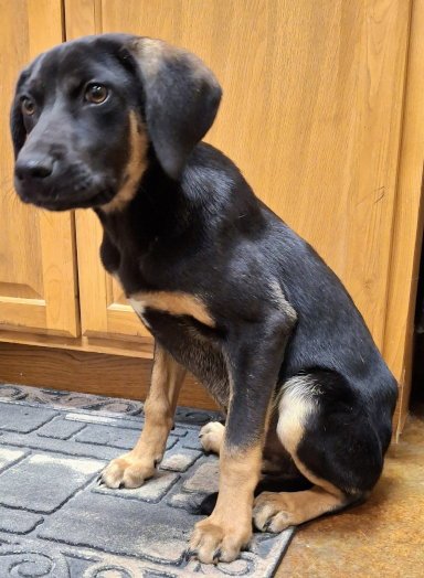 MAX - Coonhound / Catahoula Leopard Dog available for adoption