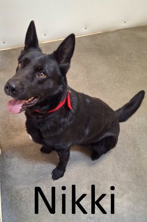 NIKKI - German Shepherd Dog / Shepherd available for adoption
