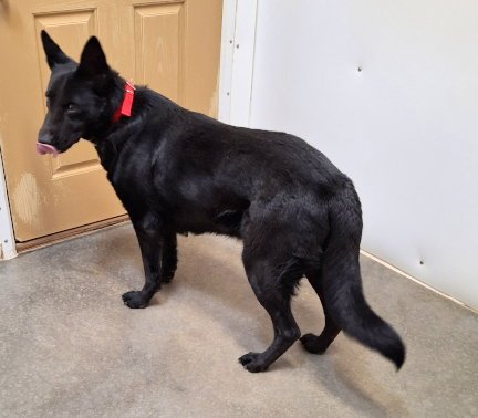 NIKKI - German Shepherd Dog / Shepherd available for adoption