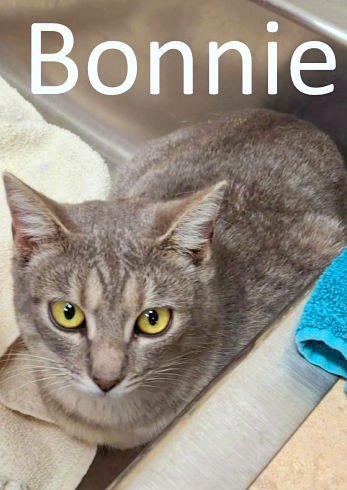 BONNIE - Tabby / Domestic Short Hair available for adoption