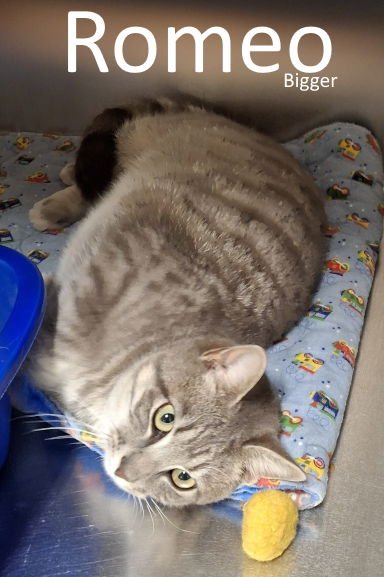ROMEO - Tabby / Domestic Short Hair available for adoption