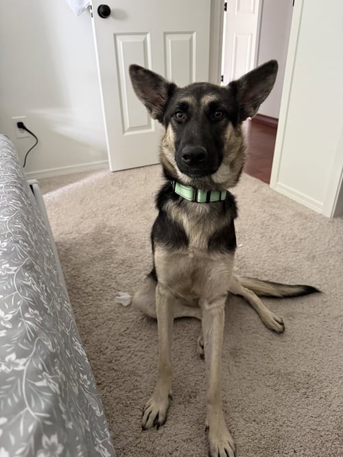 EVA - German Shepherd Dog for adoption in Seattle