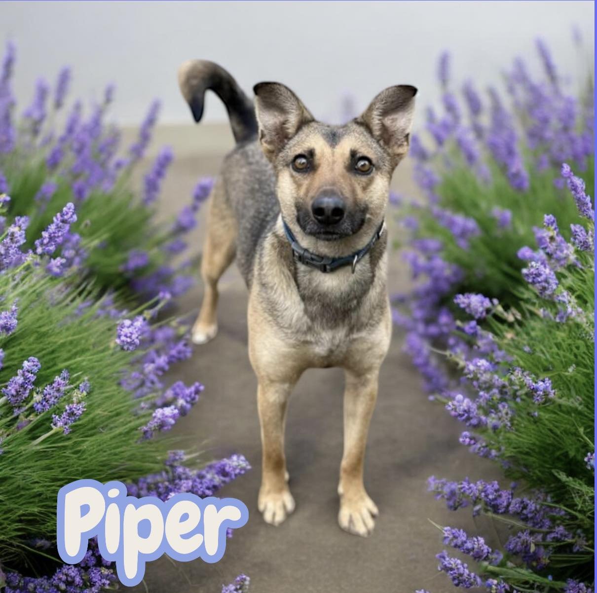 PIPER - German Shepherd Dog available for adoption