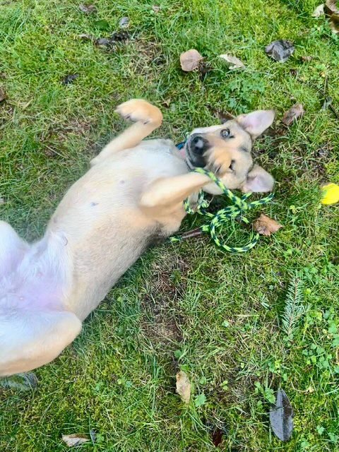 PIPER - German Shepherd Dog available for adoption