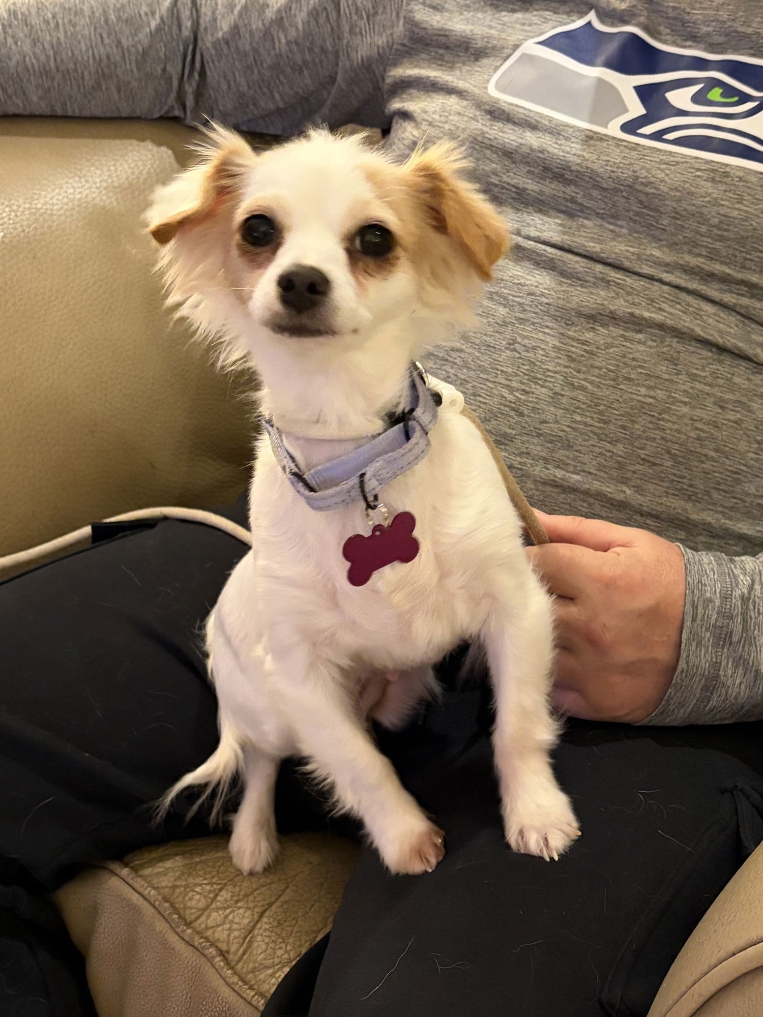 ROO - Spaniel available for adoption