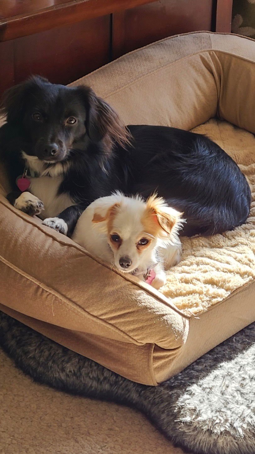 ROO - Spaniel available for adoption