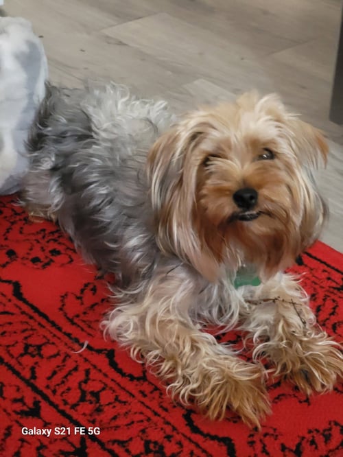 LADY - Yorkshire Terrier Yorkie available for adoption