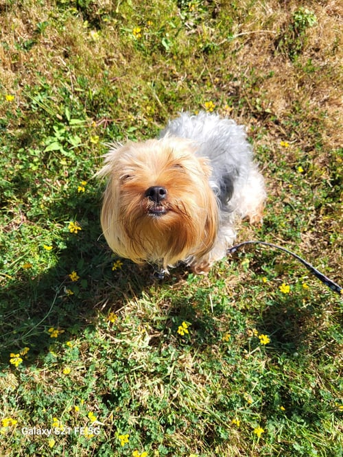 LADY - Yorkshire Terrier Yorkie available for adoption