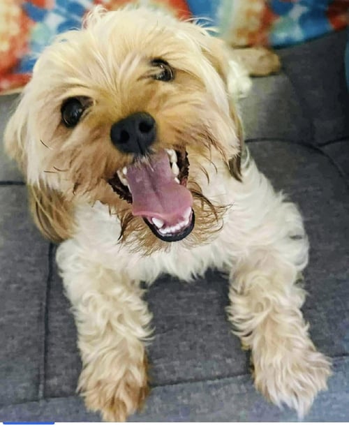 LADY - Yorkshire Terrier Yorkie for adoption in Seattle