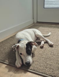 Waffles - Photo 2