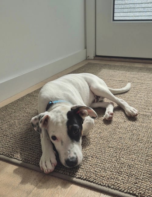 WAFFLES - Terrier available for adoption