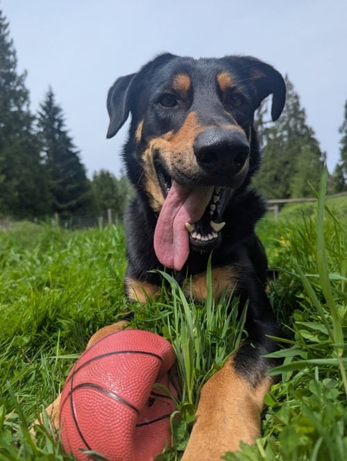BODHI - Beauceron for adoption in Seattle