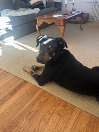 Bodhi - Photo 8