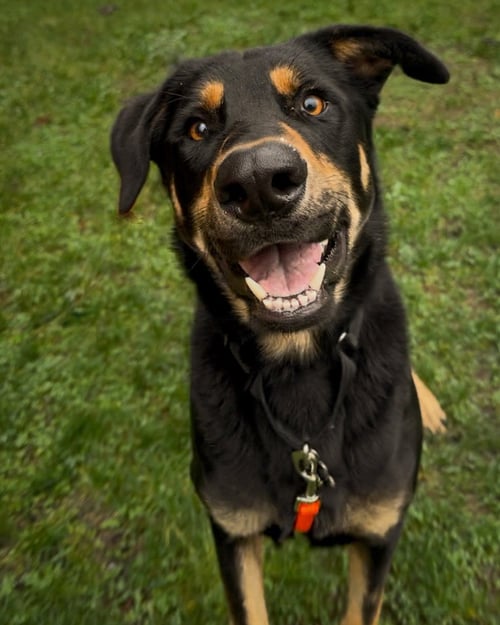BODHI - Beauceron available for adoption