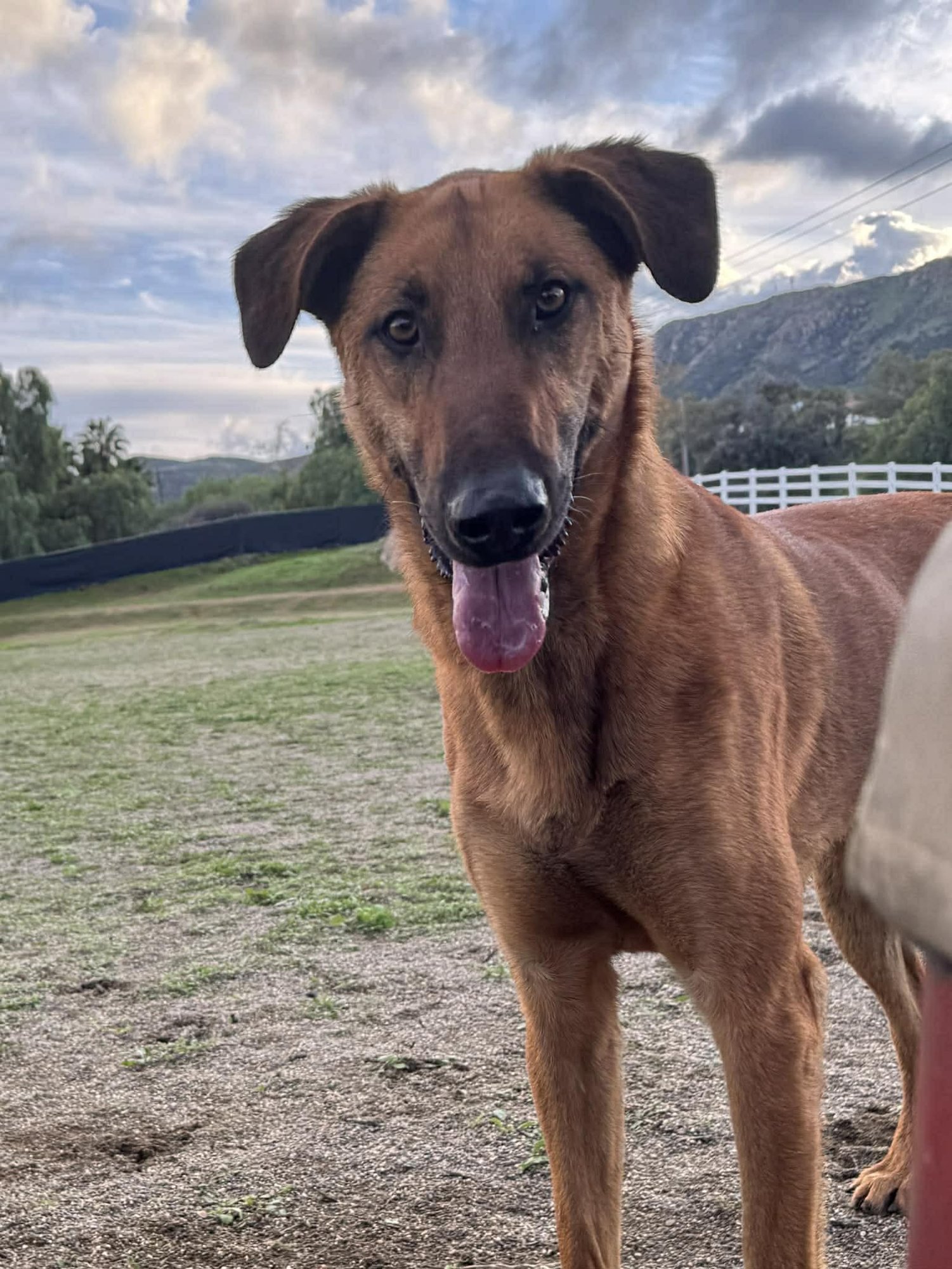 HANZ - German Shepherd Dog / Doberman Pinscher available for adoption