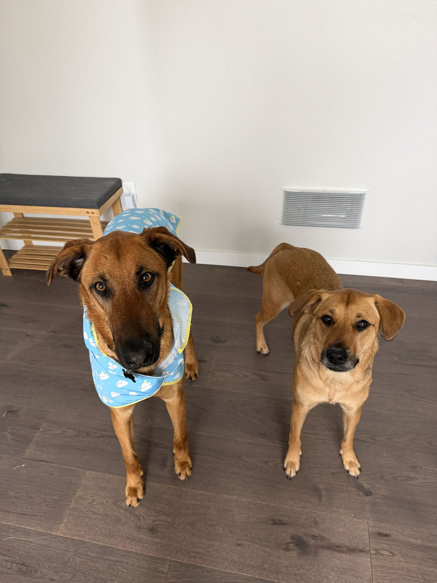 HANZ - German Shepherd Dog / Doberman Pinscher available for adoption