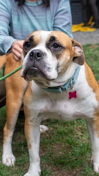 Molly Moo Cow - Photo 1