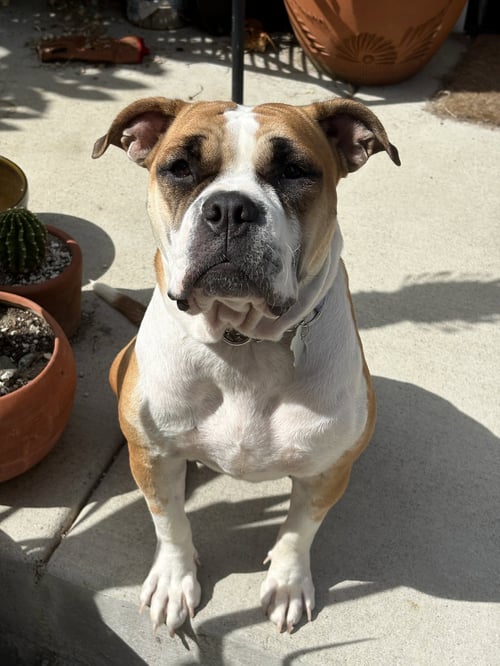 MOLLY MOO COW - Bulldog available for adoption