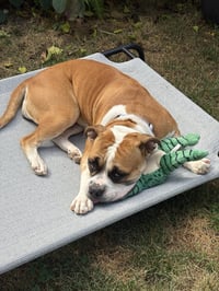Molly Moo Cow - Photo 5