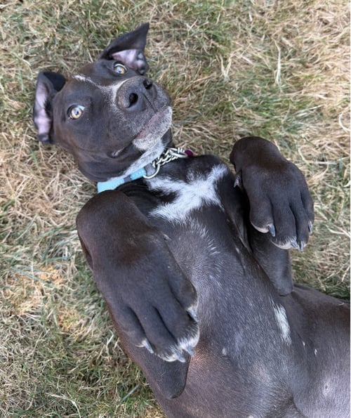 BONNY - ADOPTION PENDING