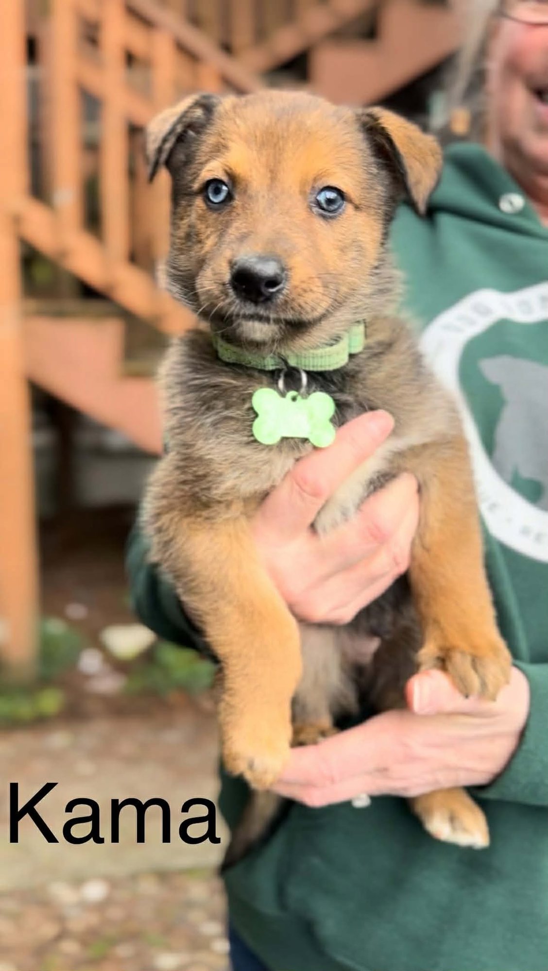 KAMA - German Shepherd Dog / Belgian Shepherd Malinois available for adoption