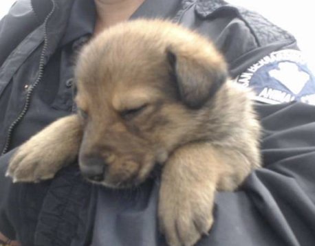 KAMA - German Shepherd Dog / Belgian Shepherd Malinois available for adoption