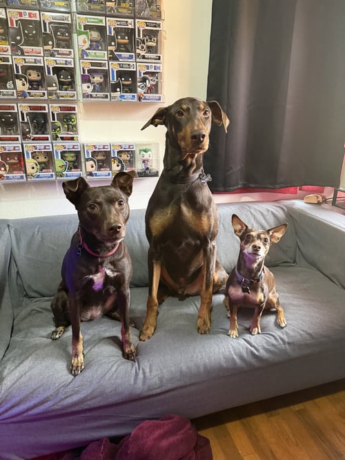 COPPER - Doberman Pinscher for adoption in Seattle