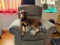 Copper - Photo 5