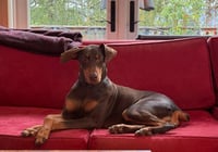 Copper - Photo 7
