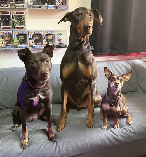 COPPER - Doberman Pinscher available for adoption