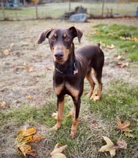 Copper - Photo 10