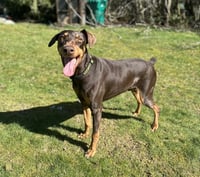 Copper - Photo 6