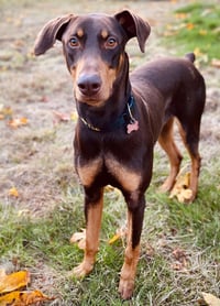 Copper - Photo 2