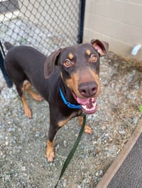 Copper - Photo 8