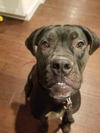Penny - Photo 10