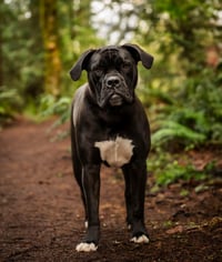 Penny - Photo 2