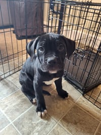 Penny - Photo 11