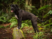 Penny - Photo 3
