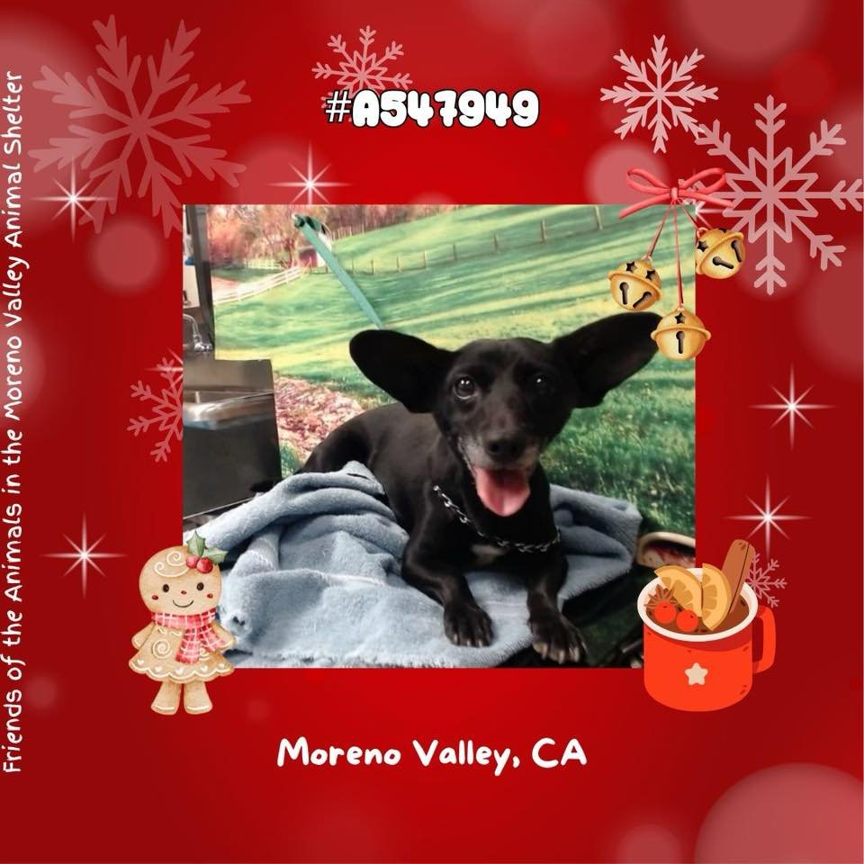 MANDY - Chihuahua available for adoption